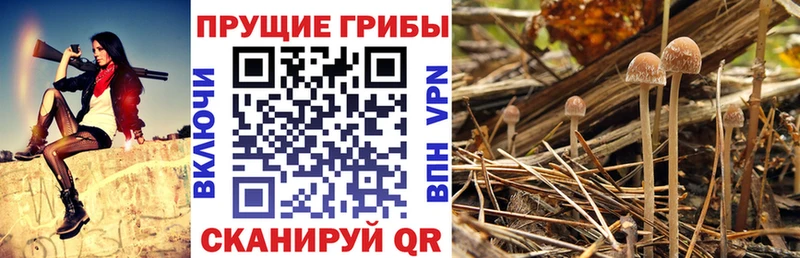 Псилоцибиновые грибы Psilocybine cubensis закладки Сочи